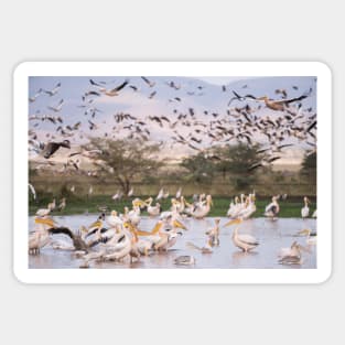 Great White Pelicans Sticker